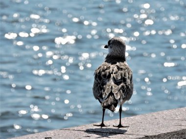 Baltık denizi sahilinde martı