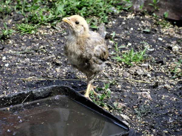 Portrait of cute small chicken at the farm