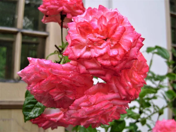 Букет Красивых Розовых Роз Саду — стоковое фото