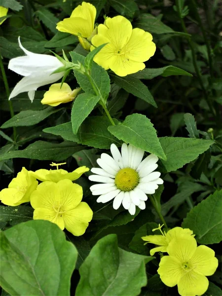 Çayırda Sarı Çiçekler Papatya — Stok fotoğraf