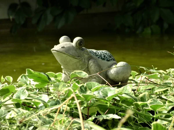 石蛙在夏天池塘 圣彼得堡 — 图库照片