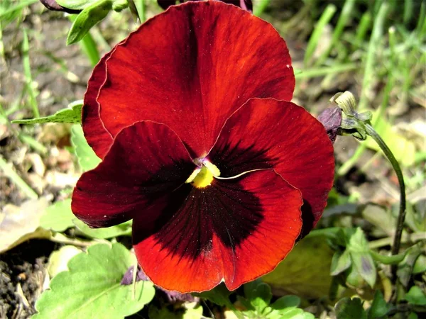 Vue Fleur Panse Rouge Dans Jardin — Photo