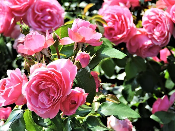 Красиві Рожеві Троянди Літньому Саду — стокове фото