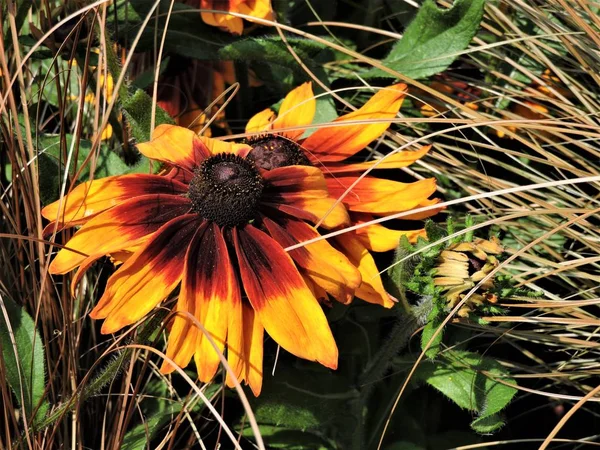 Ljus Blomma Rudbeckia Sommarträdgård — Stockfoto