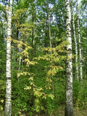 Sonbahar ormanında huş ağacı ve kürek ağacı