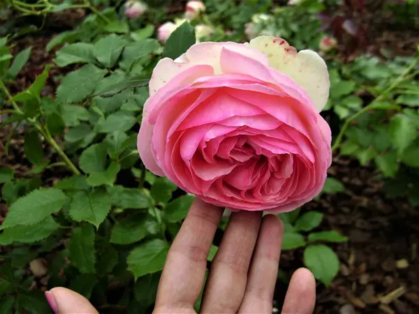 Rosa Rose Der Hand Sommerpark — Stockfoto
