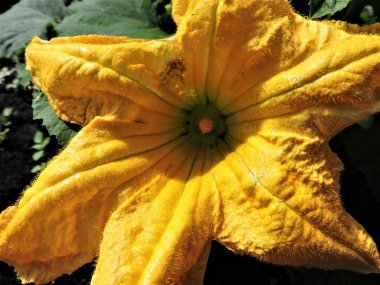 parlak sarı kabak çiçeği