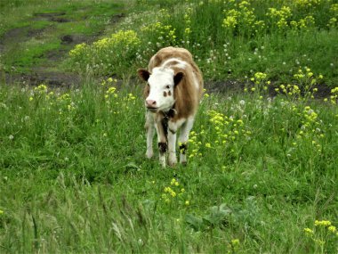 Tarlada sevimli buzağı