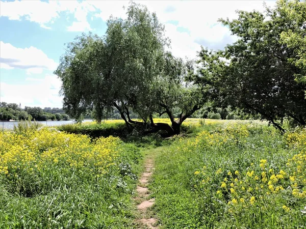 Sommar Landskap Med Stig Grön Äng — Stockfoto