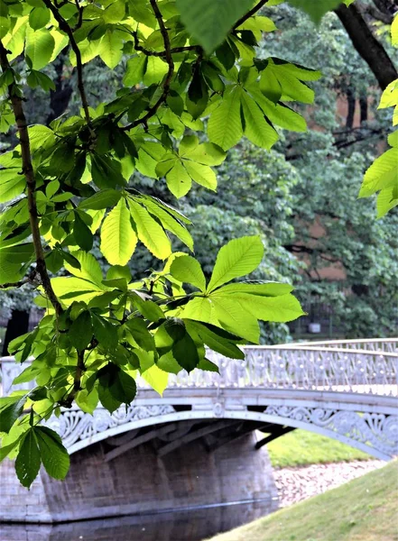 Ramo Albero Verde Ponte Nel Parco Estivo San Pietroburgo — Foto Stock