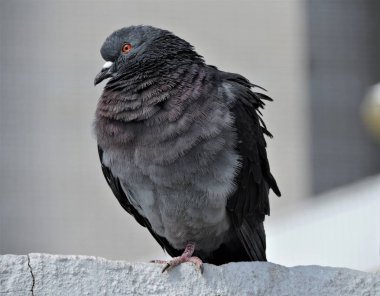 Parktaki gri güvercin portresi