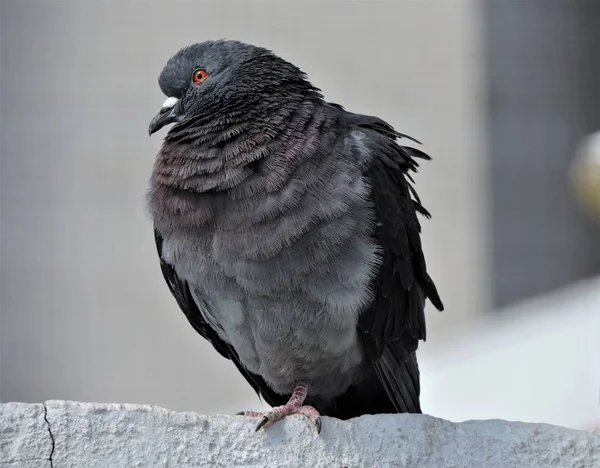 Portrait Pigeon Gris Dans Parc — Photo