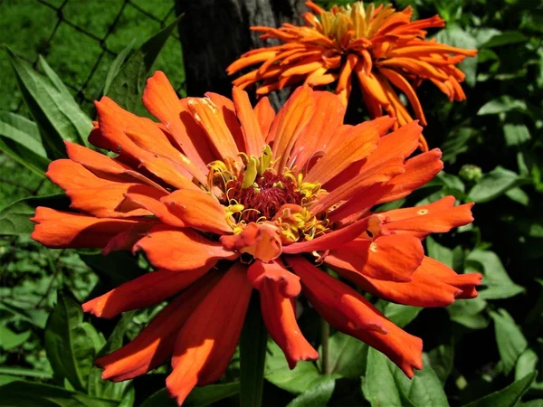 Fleurs Zinnia Orange Dans Jardin — Photo