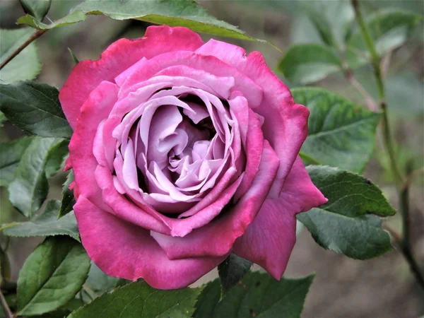 Schöne Rosa Rose Garten — Stockfoto