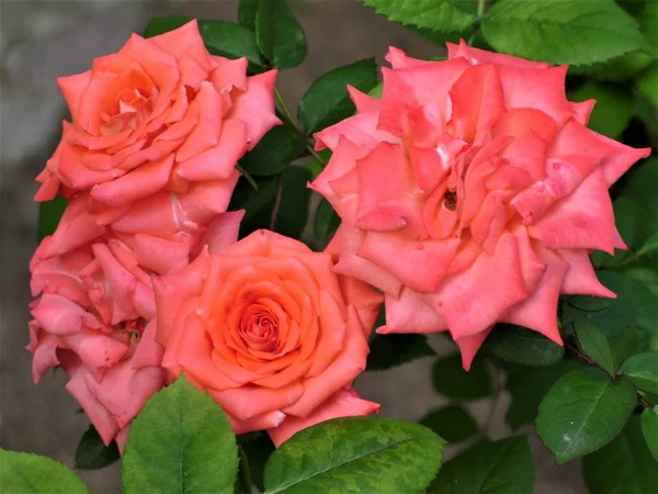 Bush Bright Pink Roses — Stock Photo, Image