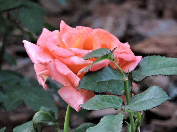 Zartrosa Rose Garten — Stockfoto