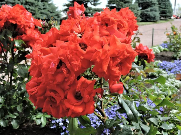 Bush Roses Rouges Dans Jardin — Photo