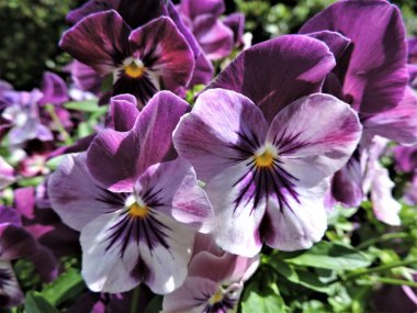 Bahçedeki güzel mor nonoş çiçekleri