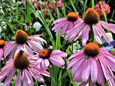Ekinezyanın parlak pembe çiçekleri
