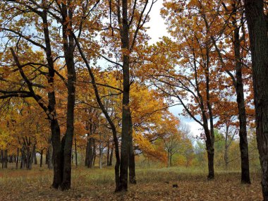 Ekim 'de portakal meşesi ağacı