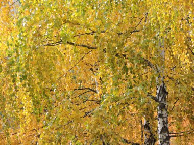 Sonbahar parkında sarı ve yeşil yapraklı huş ağacı