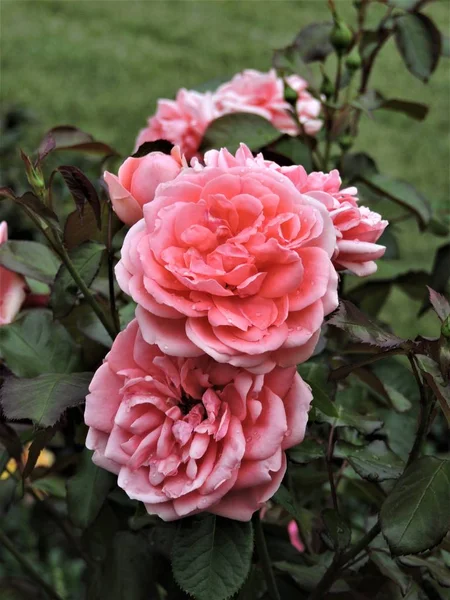 庭のピンクのバラの茂み — ストック写真