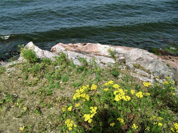 Rotskust Van Oostzee Met Bloemen Suomenlinna Finland — Stockfoto