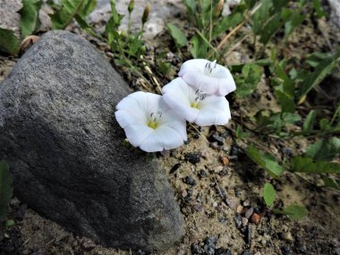 Taşın üzerinde beyaz çiçekler