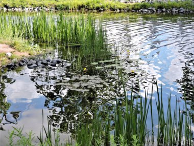 Moskova 'daki yaz parkındaki gölet manzarası