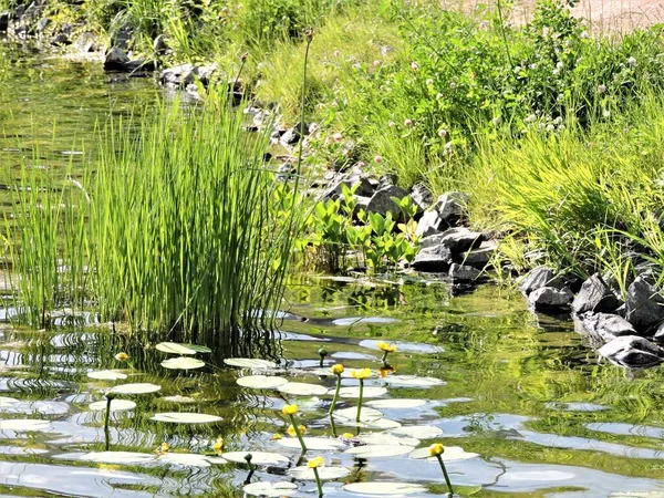 Seerosen Auf Dem Teich — Stockfoto