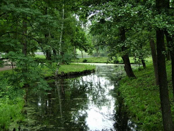 Lagoa Com Reflexão Árvores — Fotografia de Stock