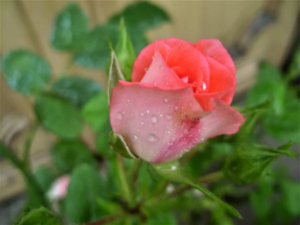 Mokrá Růžová Růže Kapkami Vody — Stock fotografie