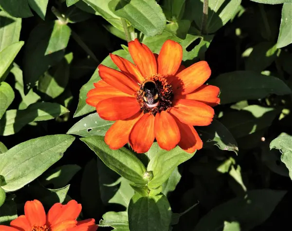 Flor Roja Con Abeja —  Fotos de Stock