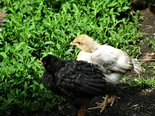 Weiße Und Schwarze Hühner Gras — Stockfoto