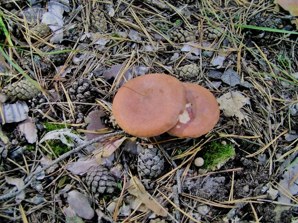 Due Funghi Coni Nel Bosco — Foto Stock