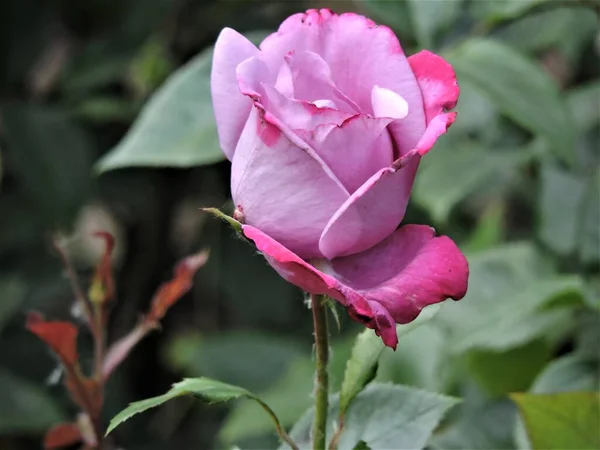 Чарівна Фіолетова Троянда Парку — стокове фото