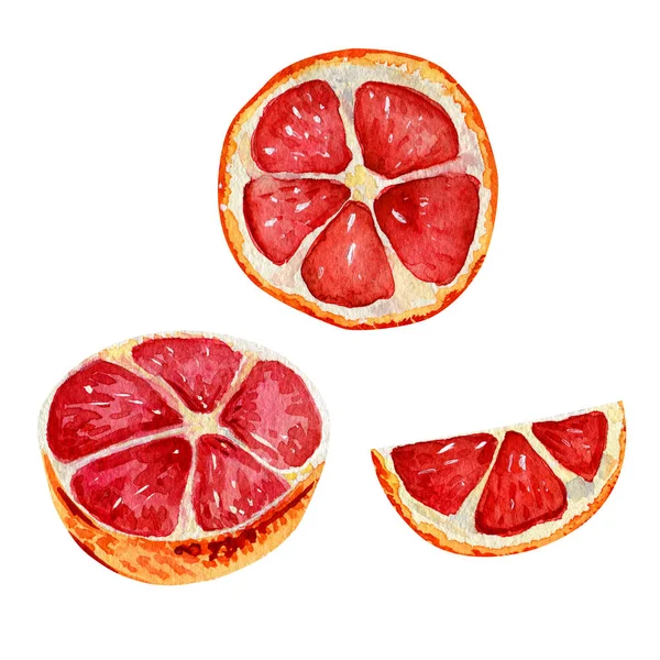 Aquarel set met grapefruit plakjes. — Stockfoto