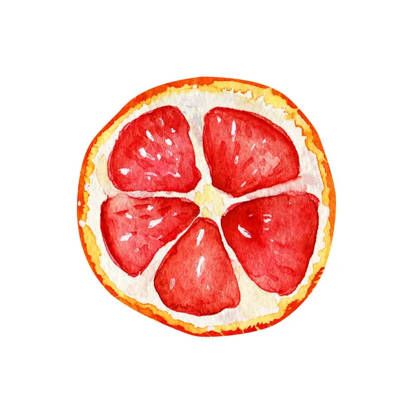 Aquarel geïsoleerd grapefruit slice. — Stockfoto