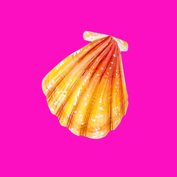 Concha de mar amarelo vieira . — Fotografia de Stock