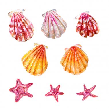 Deniz kabukları ve deniz yıldızları seti.