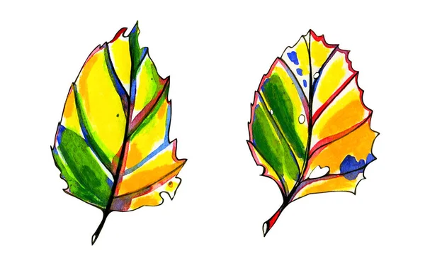 Duas folhas de outono gráfico estilizado aquarela . — Fotografia de Stock