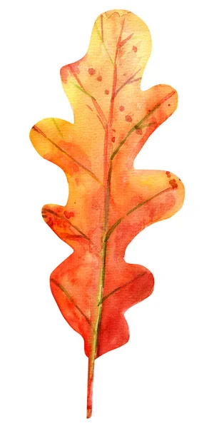 Conjunto de outono aquarela com folhas de carvalho . — Fotografia de Stock