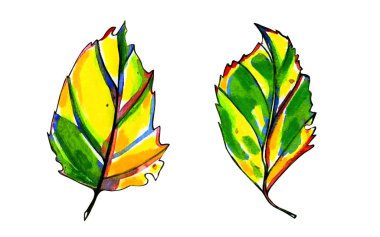 İki suluboya stilize grafik sonbahar yaprakları.