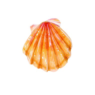 Sarı deniz kabuğu tarağı.