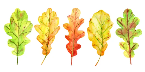 Акварельний осінній набір з дубовим листям . — стокове фото