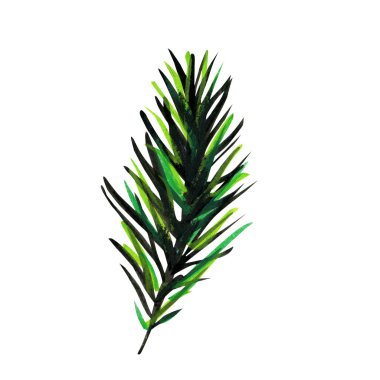 Çam veya ladin kabarık yeşil dalı.