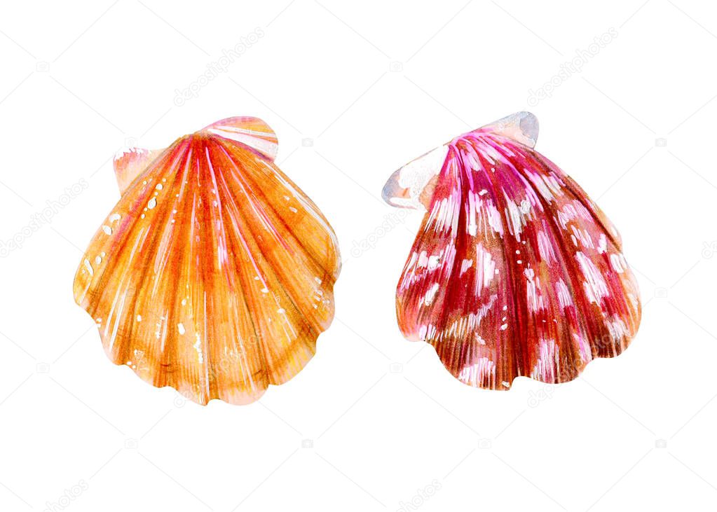 Set of two isolated sea scallops.