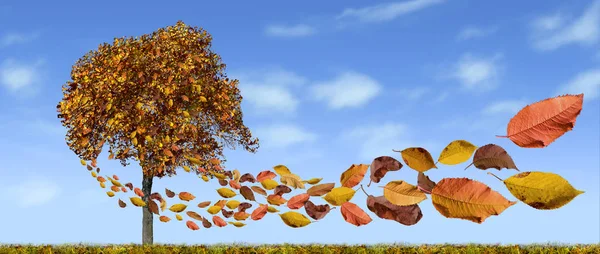 Árvore Das Folhas Outono Dele Voa Paisagem — Fotografia de Stock