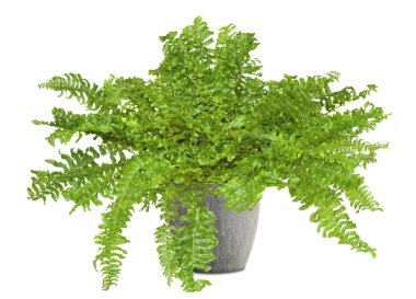 fern plant potted interior deco decoration flat clipart