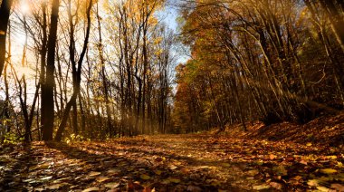 Sonbahar ormanda sinek solmuş sonbahar yaprakları